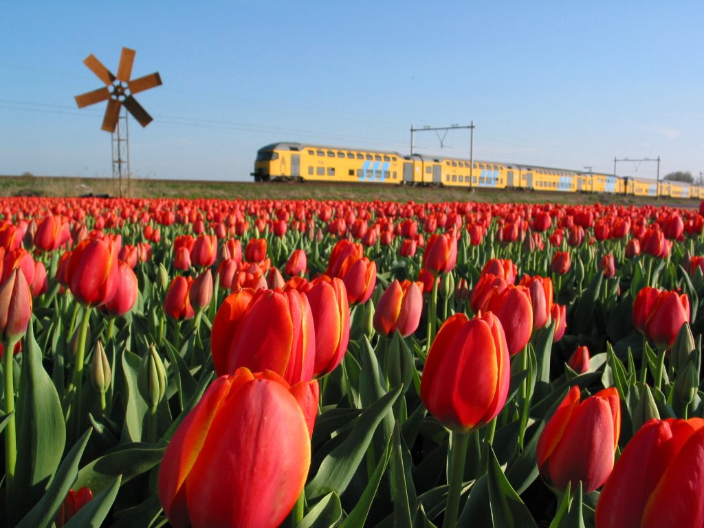 train over tulips